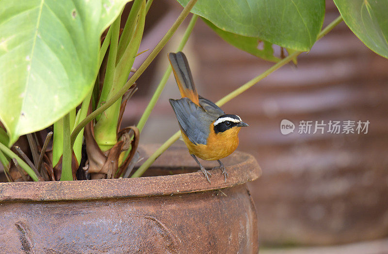 White-browed Robin-Chat